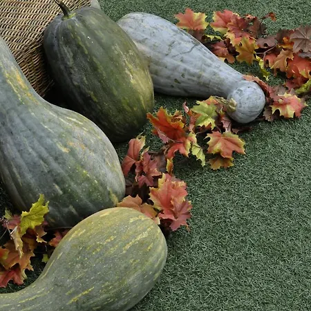 Edera Panzió Castagnole Piemonte